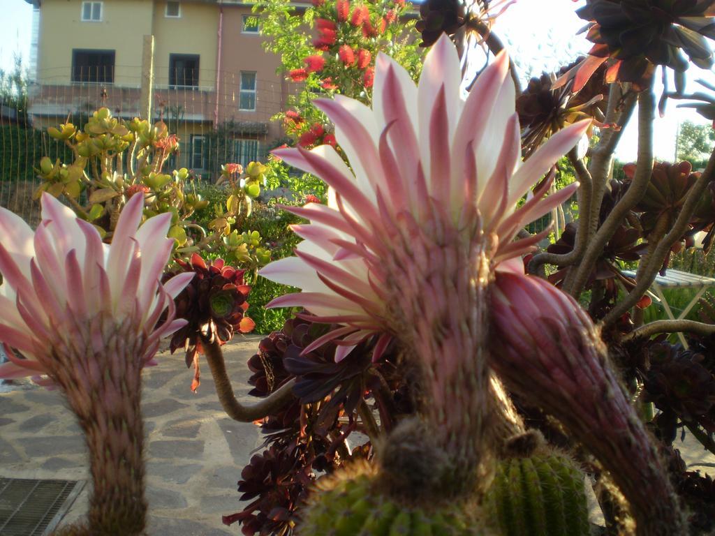 Il Giardino Di Emilio Bed & Breakfast Marrubiu ภายนอก รูปภาพ